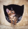 X-PETS GARFIELD S - škrabadlo pre mačky