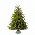 Vianočná kaukazská jedľa Premium - XL
