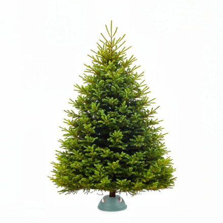 Vianočný stromček ZADARMO