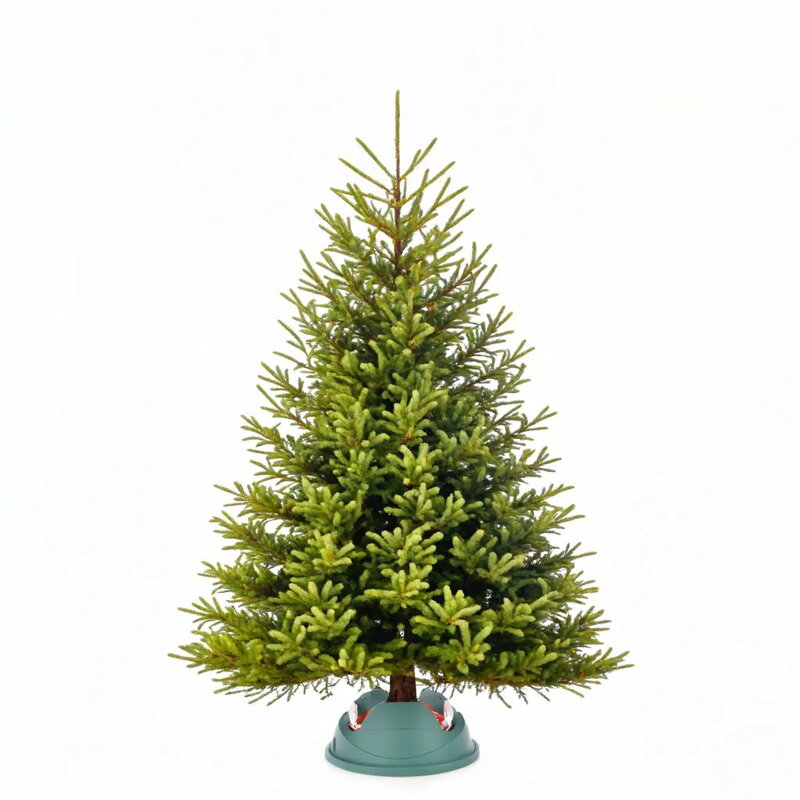 Vianočná kaukazská jedľa Premium - L