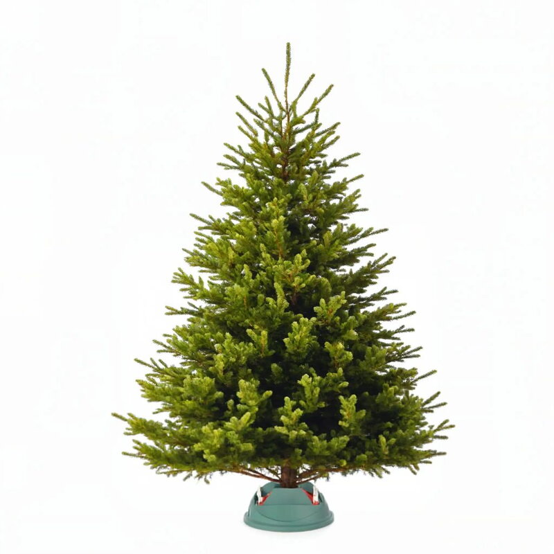 Vianočná kaukazská jedľa Premium - XL
